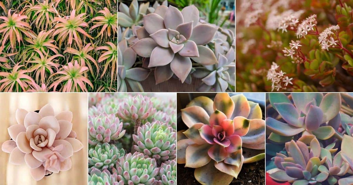 Collage of pretty pink succulents.