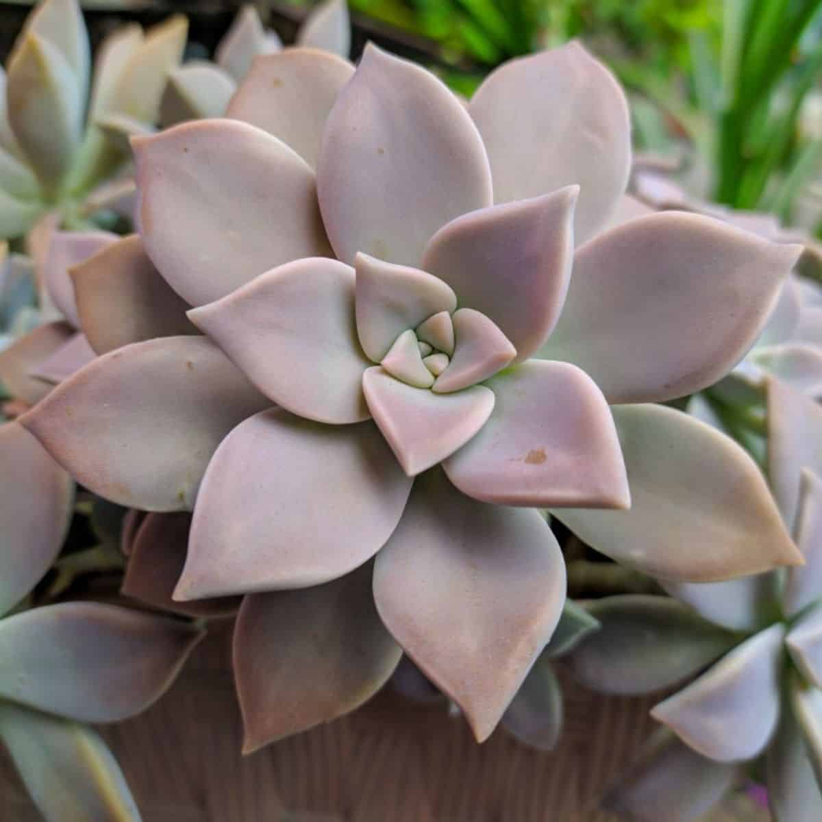 Graptopetalum paraguayense ‘Ghost Plant’ close-up.