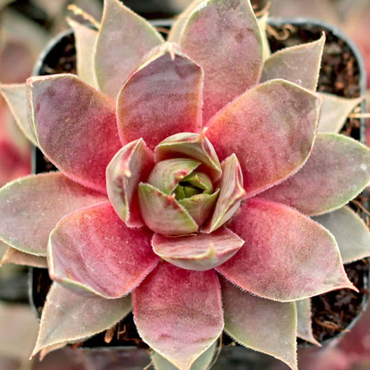 Sempervivum sp. - Woolcot in a pot.