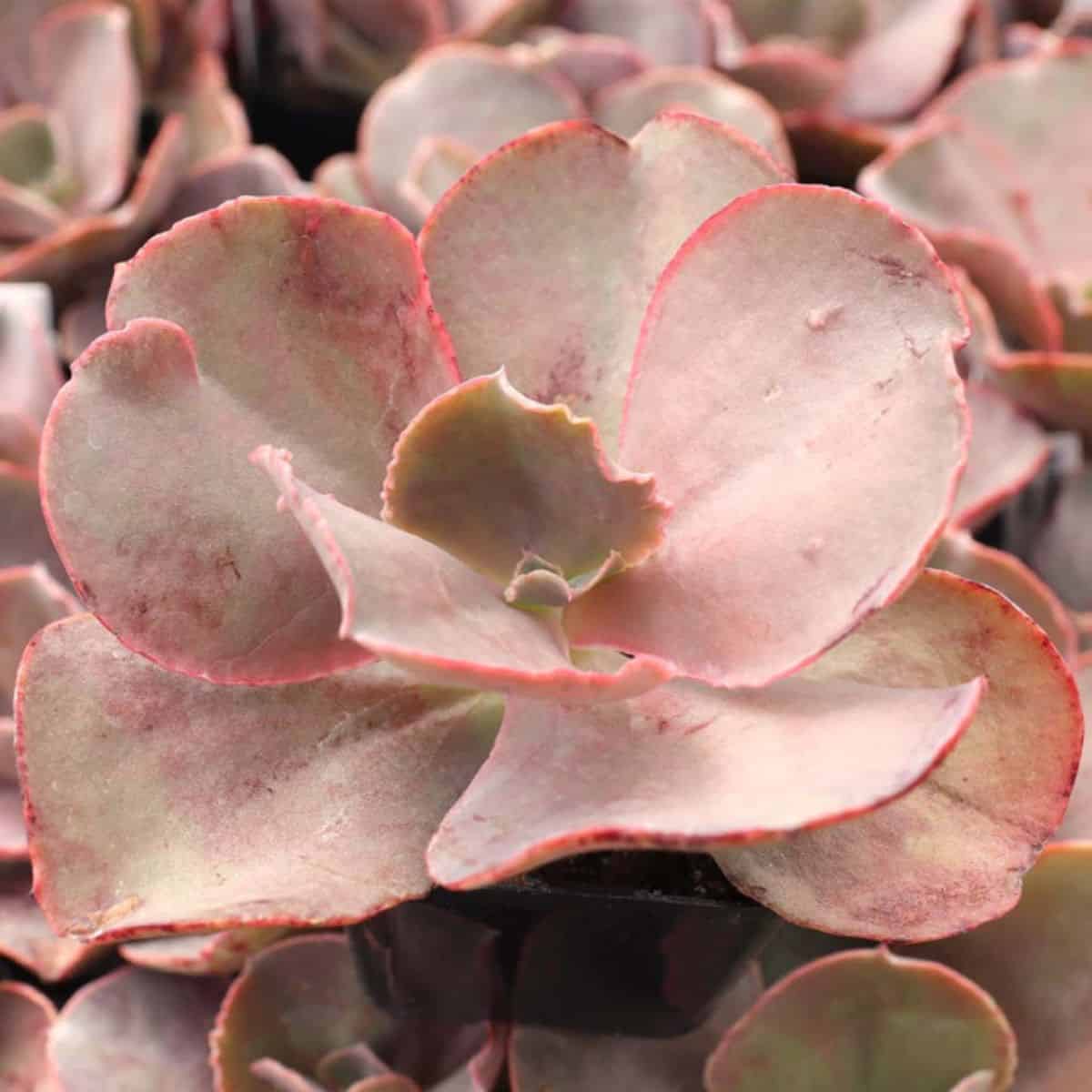 Echeveria sp. - The Rose