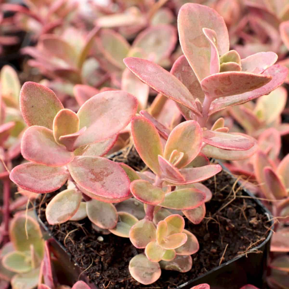 Sedum sp. – Sunsparkler Wildfire in a pot.