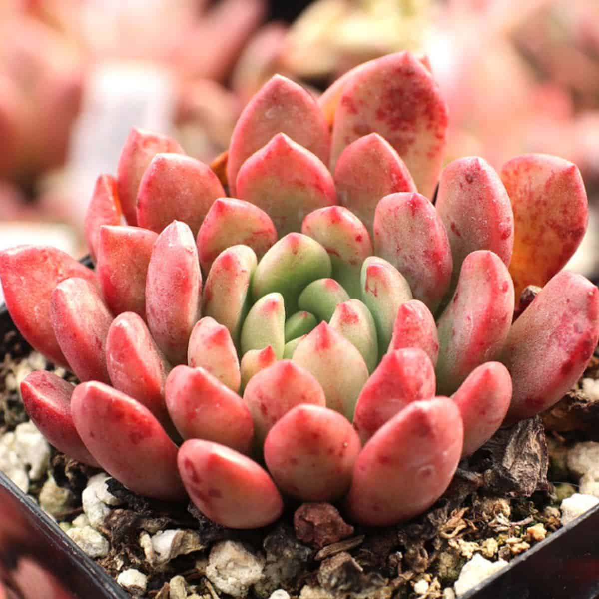 Graptoveria sp. - Bashful in a pot.