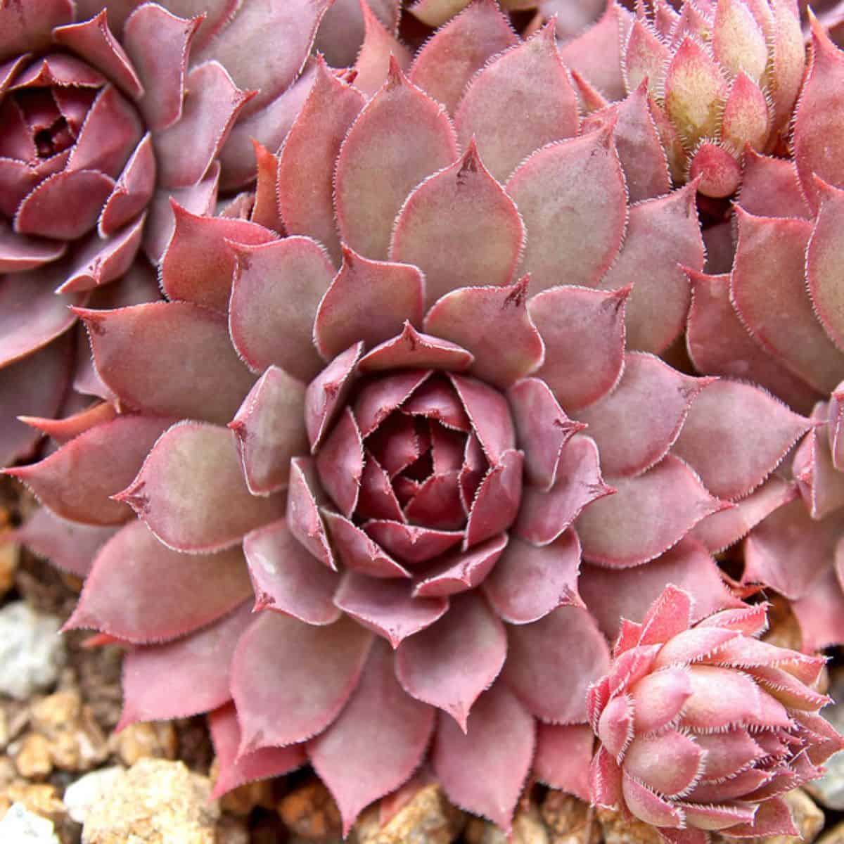 Sempervivum sp. - Jungle Shadows