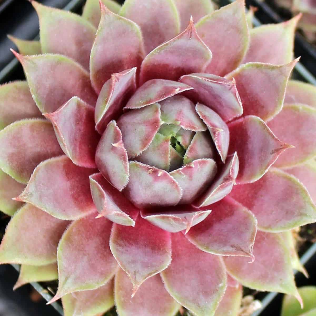 Sempervivum sp. – Rose Queen in a pot.