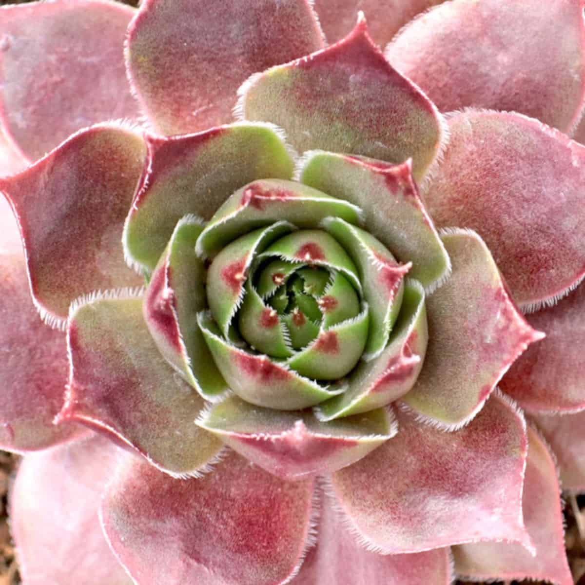 Sempervivum sp. – Round Robin