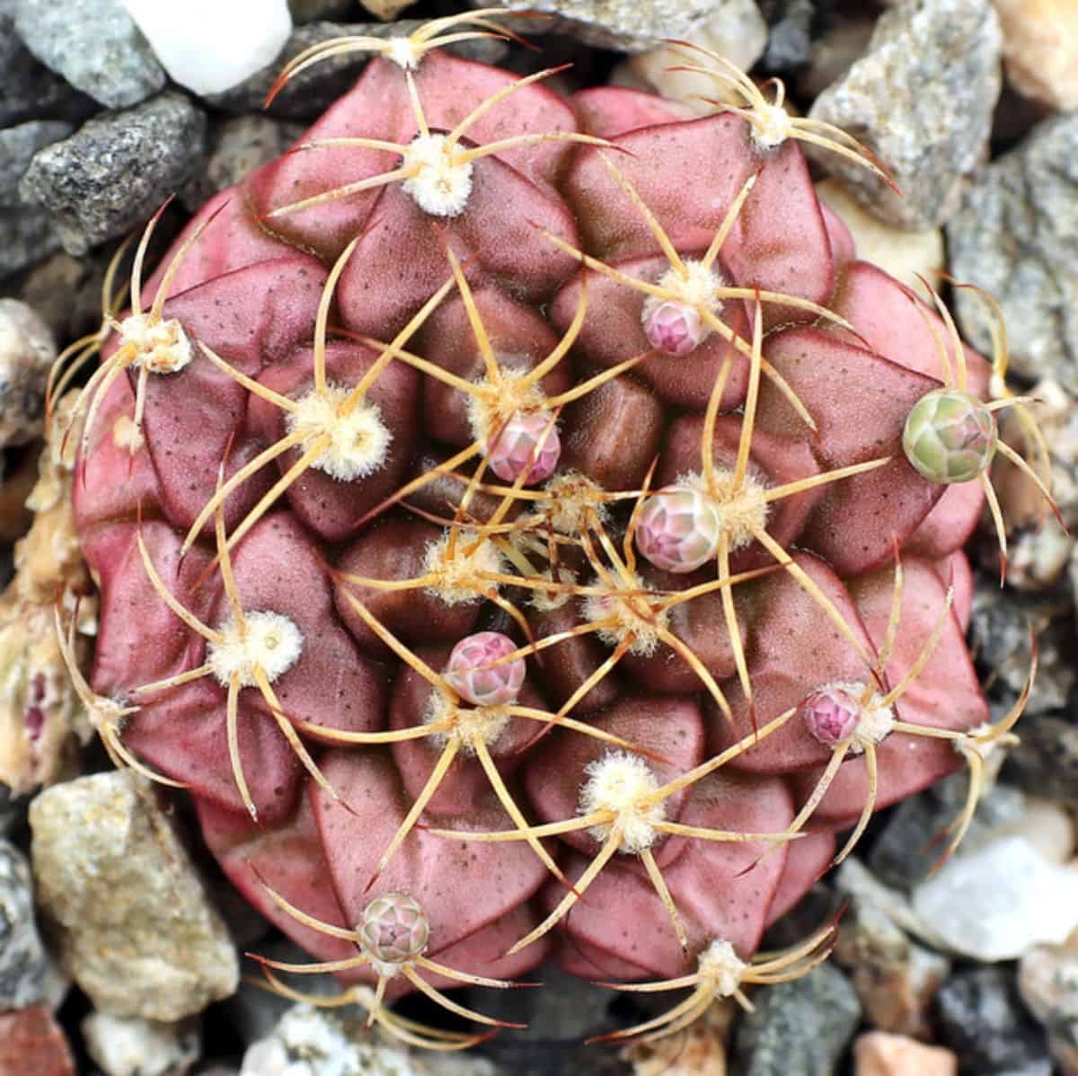 Gymnocalycium anistii var.tucavocense