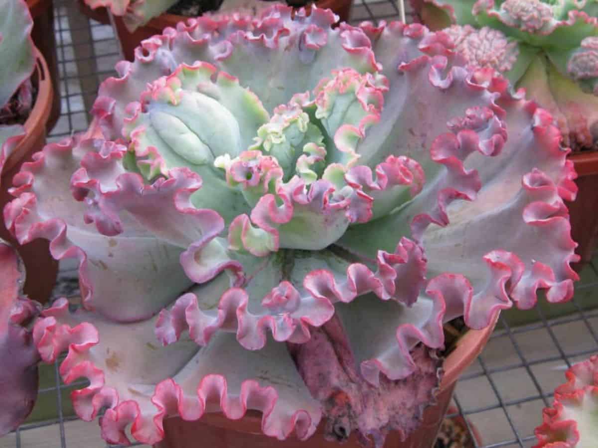  Echeveria sp. - Can-Can