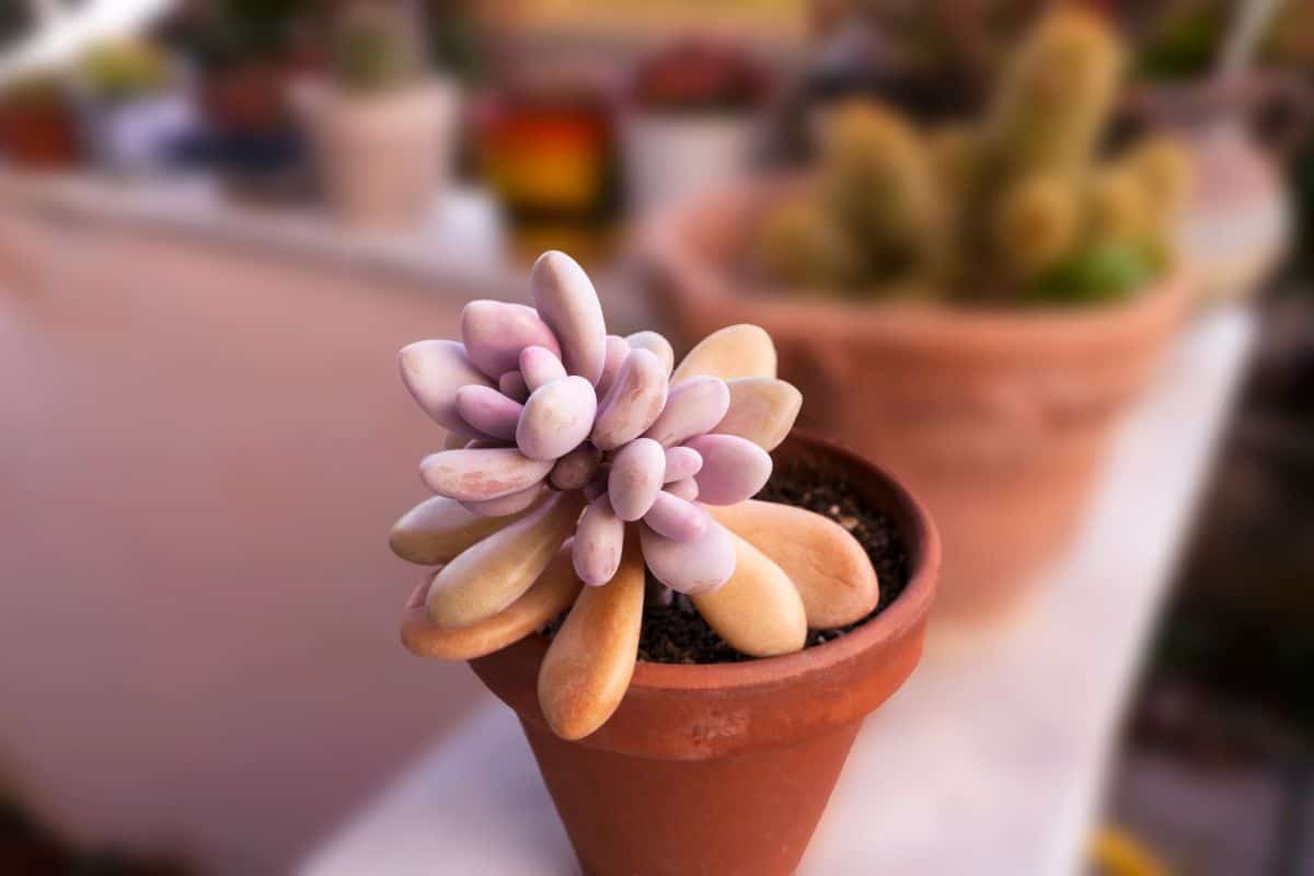 Pachyphytum oveferum in a pot.