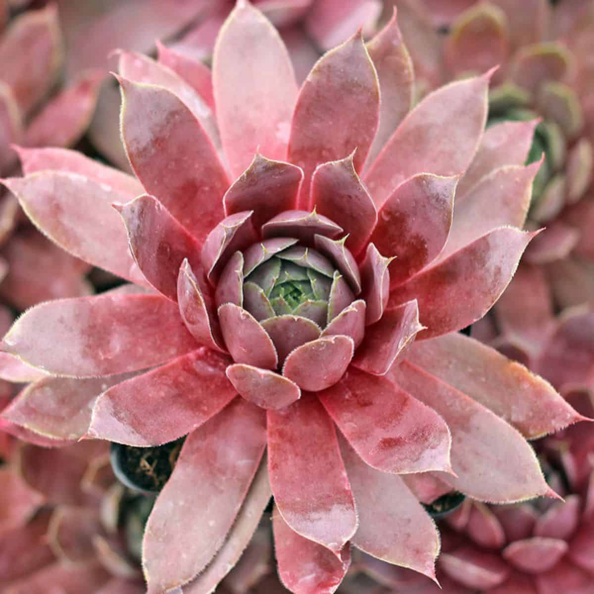 Sempervivum sp. - Magnificum in a pot.