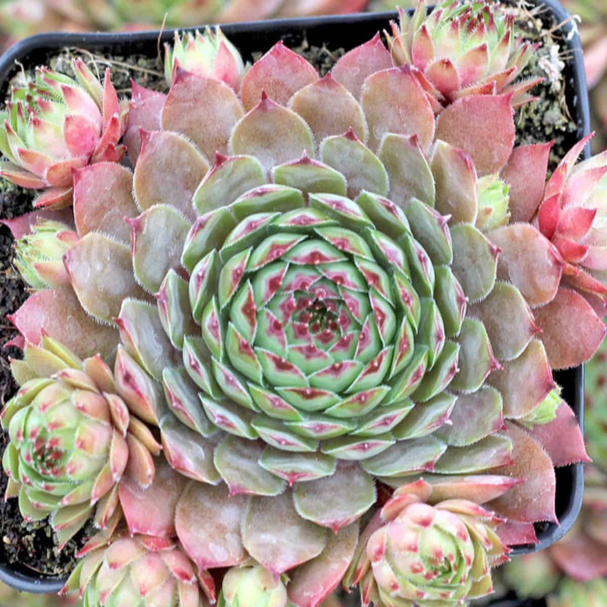 Sempervivum sp. - Dallas in a pot.