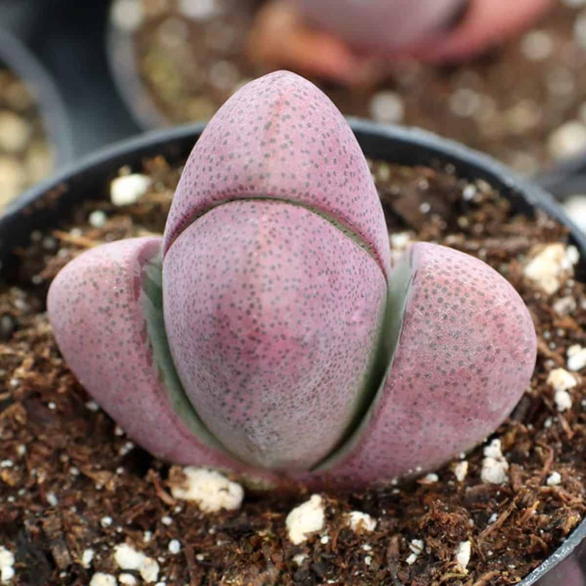 Pleospilos nelii – Royal Flush in a pot.