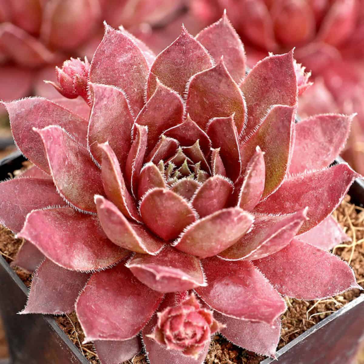 Sempervivum sp. - Centennial in a pot.
