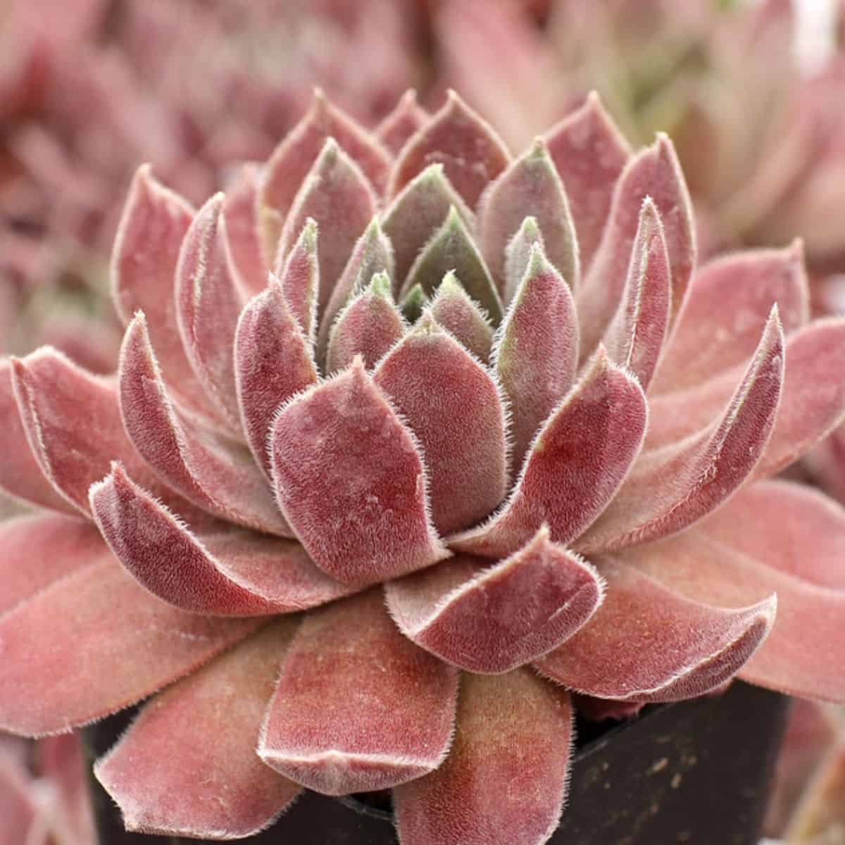 Sempervivum sp. – Downland Queen in a pot.