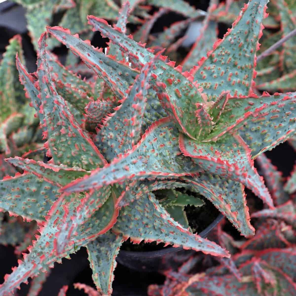 Aloe sp. - Oik in a pot.