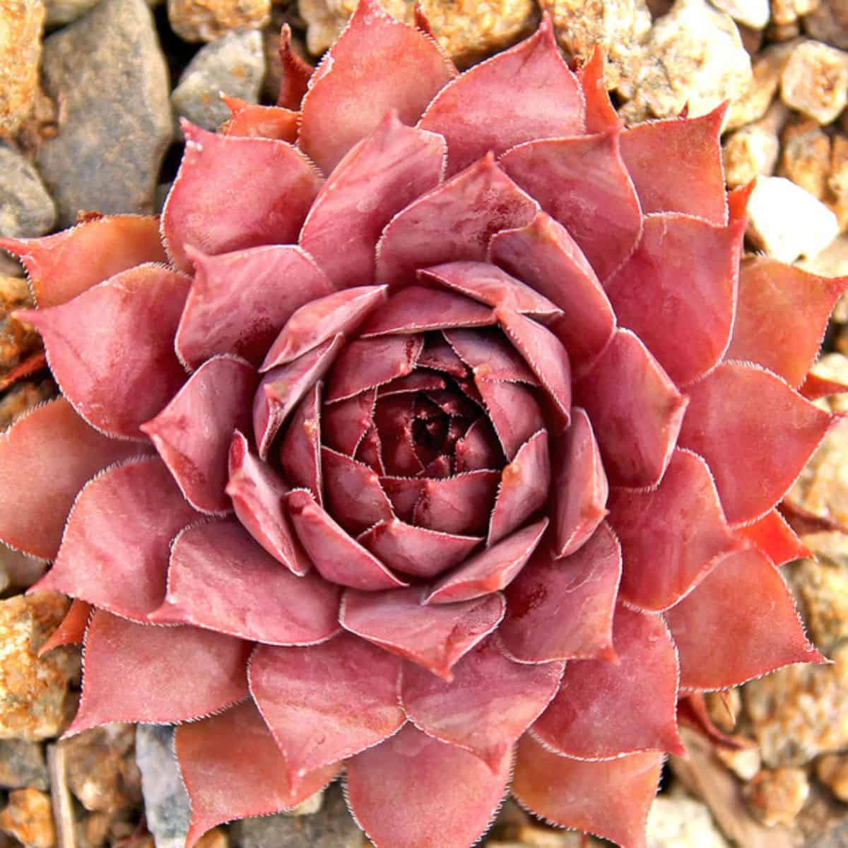 Sempervivum sp. - Zulu