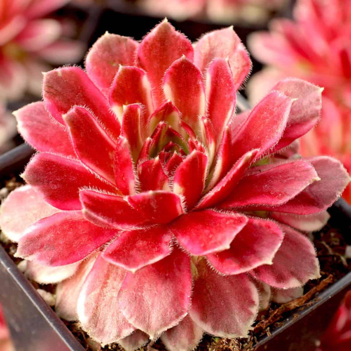 Echeveria sp. – Chick Charms Lotus Blossom in a pot.
