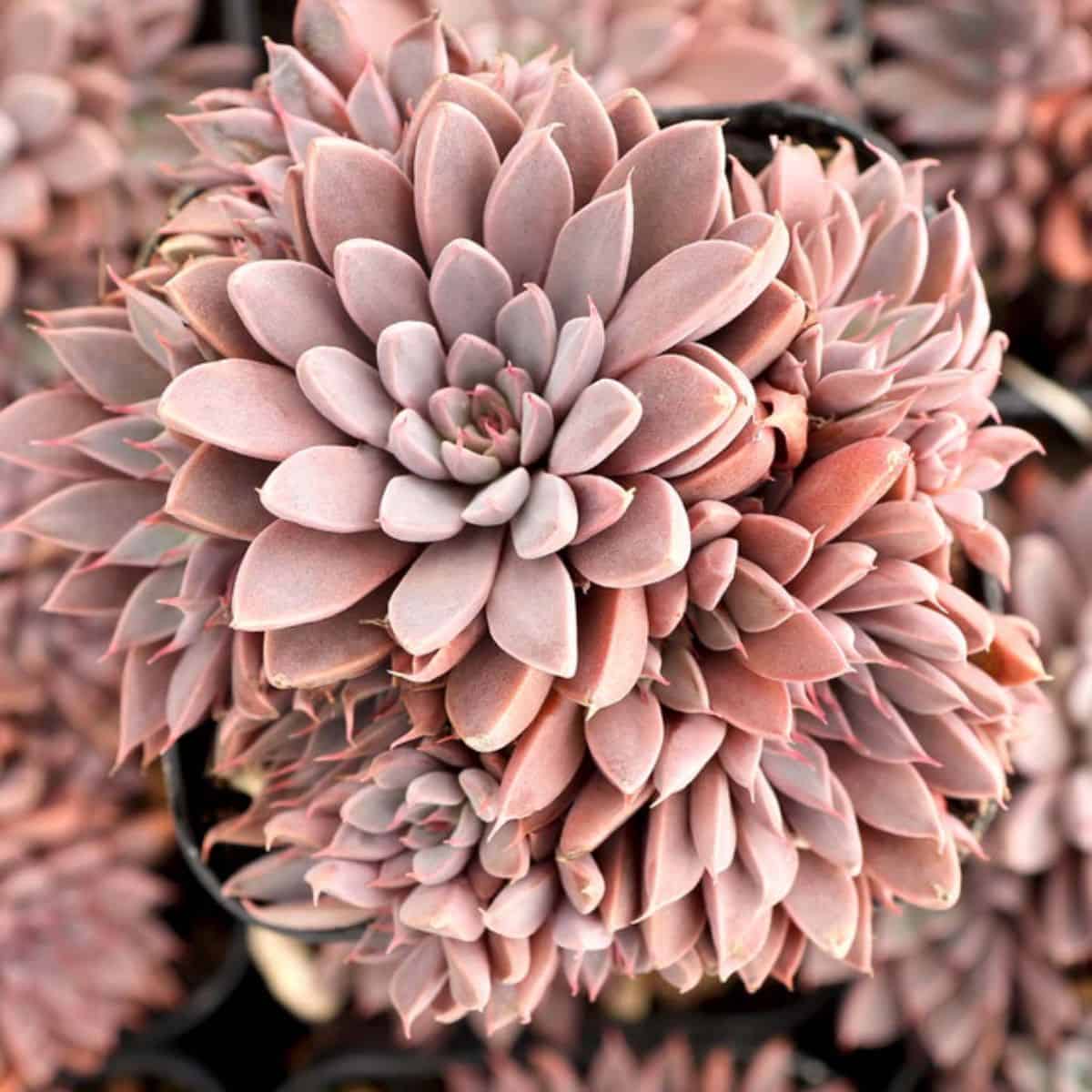 Graptopetalum rusbyi in a pot.