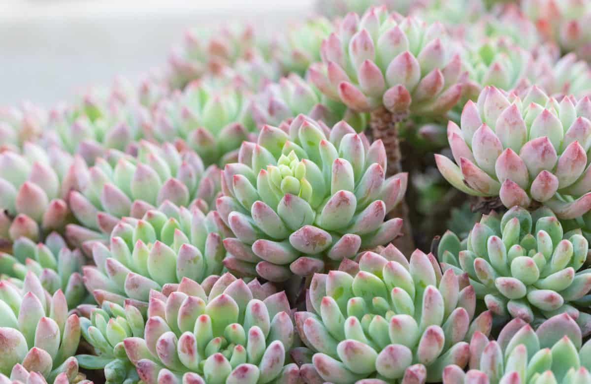 Sedeveria pink granite close-up