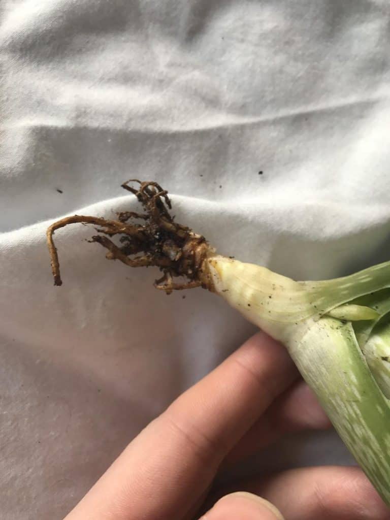 Hand touching the succulent root.