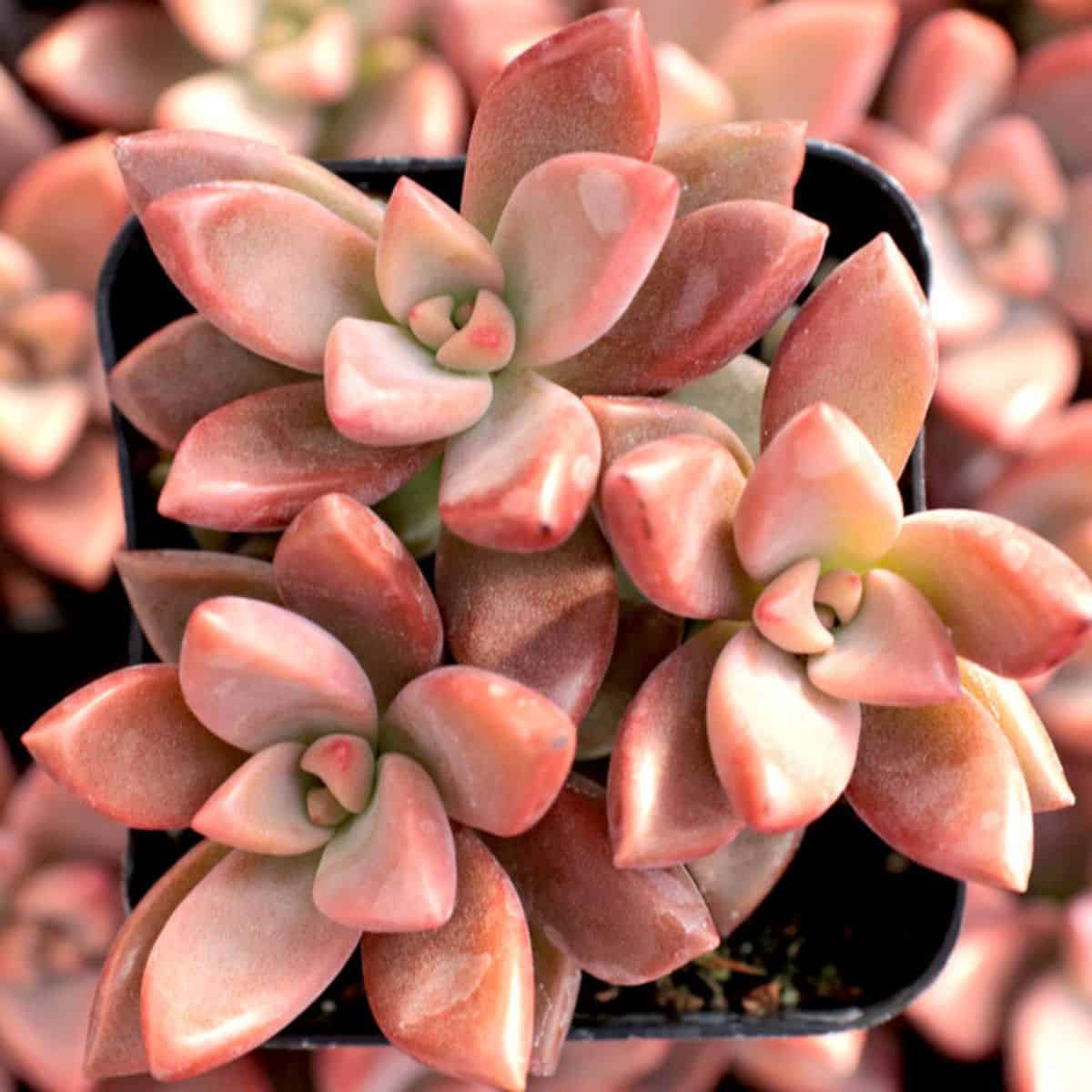 Graptosedum sp. - ‘Alpenglow’ in a pot.