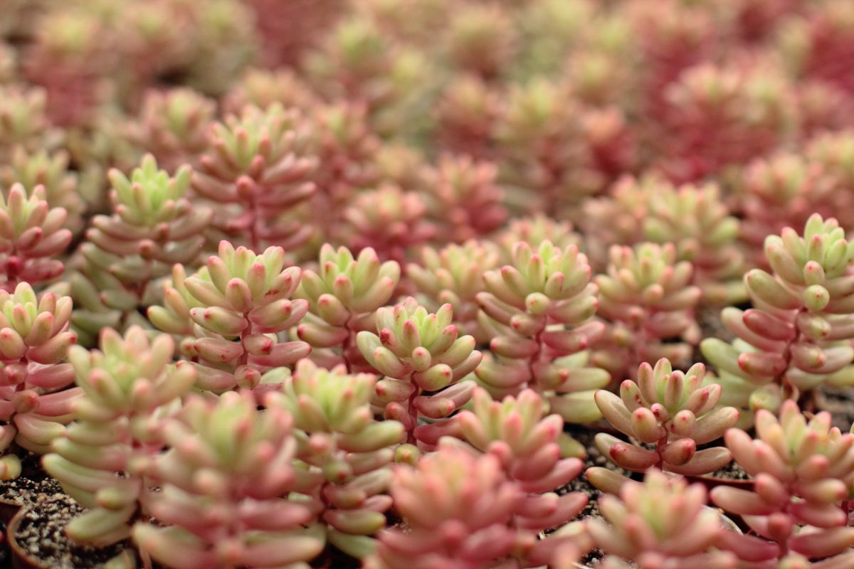 Sedum rubrotinctum close-up.