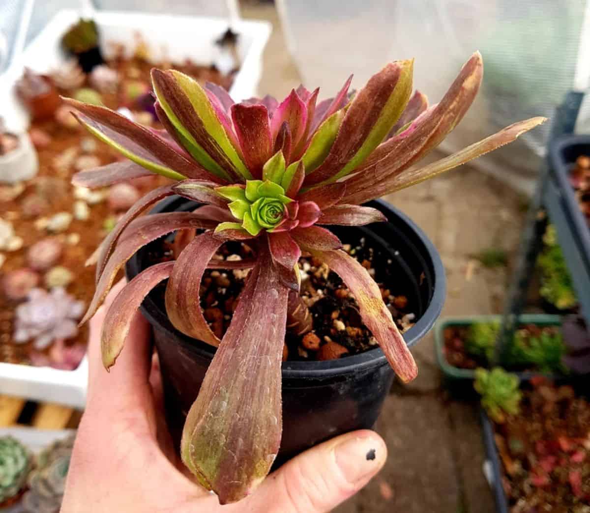 Hand holding Aeonium sp. - Pink Daisy in a pot.
