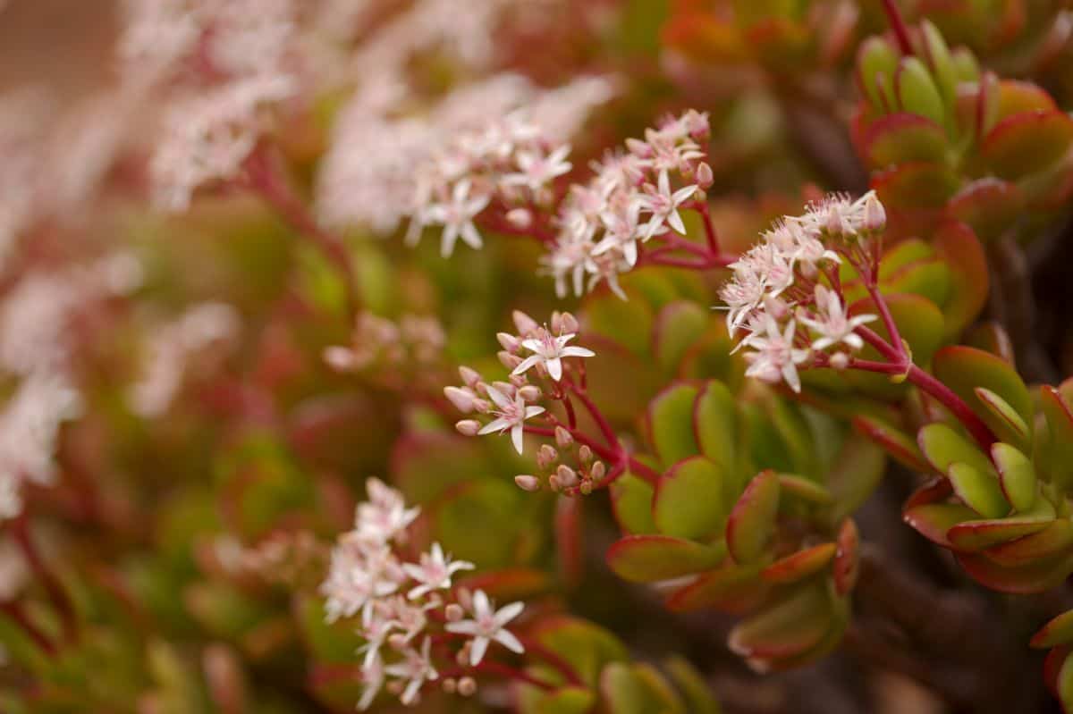 Crassula ovata close-up.