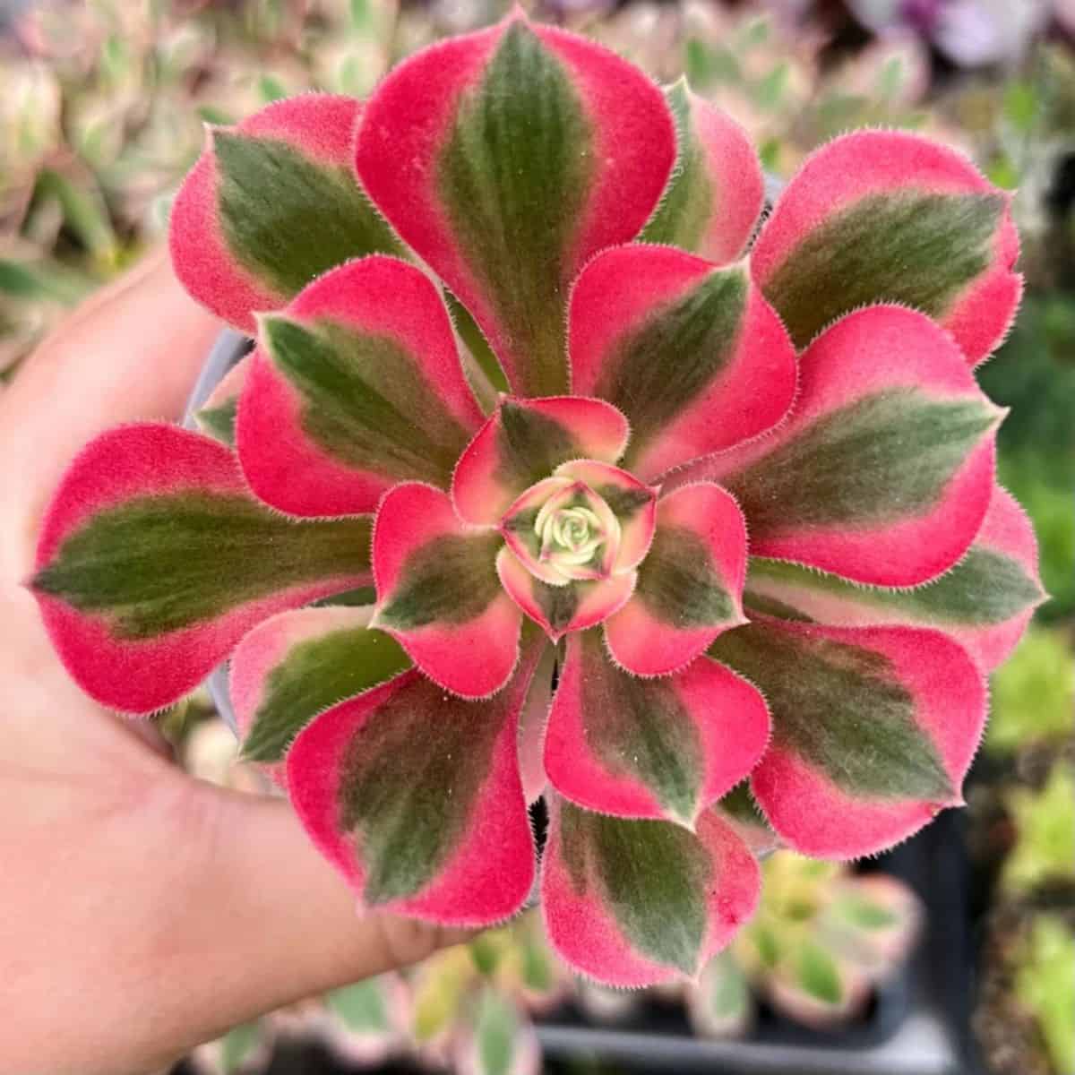 A hand holding Aeonium sp. - 'Pink Witch' in a pot.