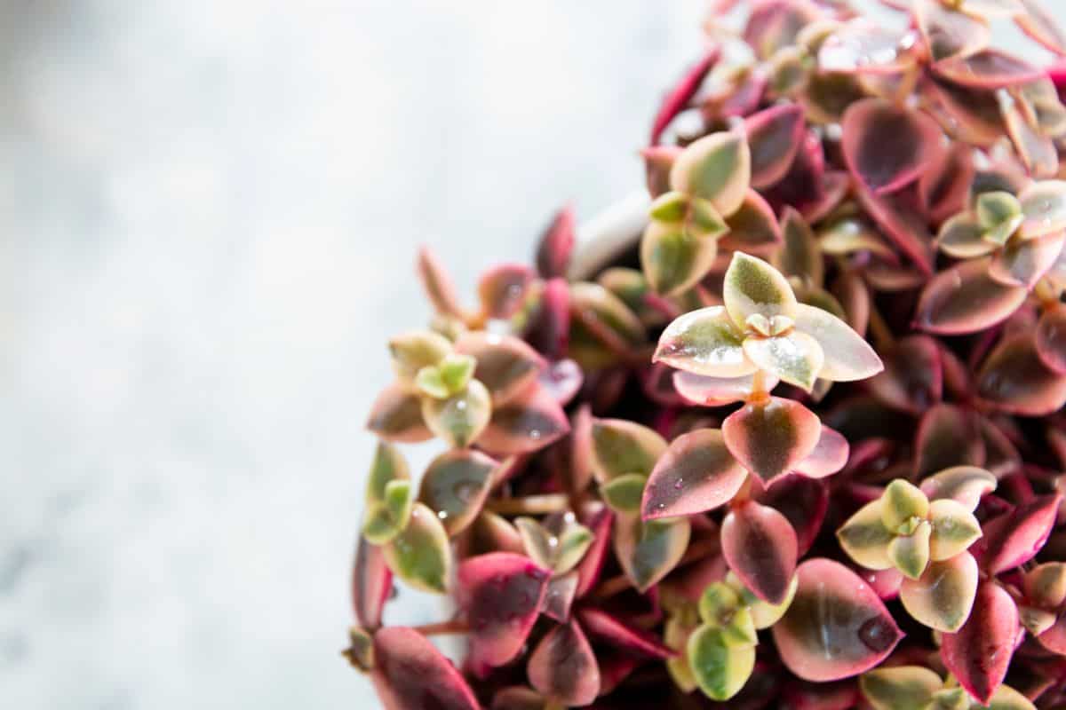 Calico kitten crassula close-up.