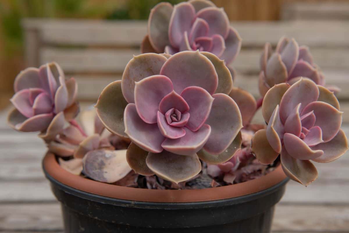 Echeveria ‘Perle Von Nurnberg’ in a pot.