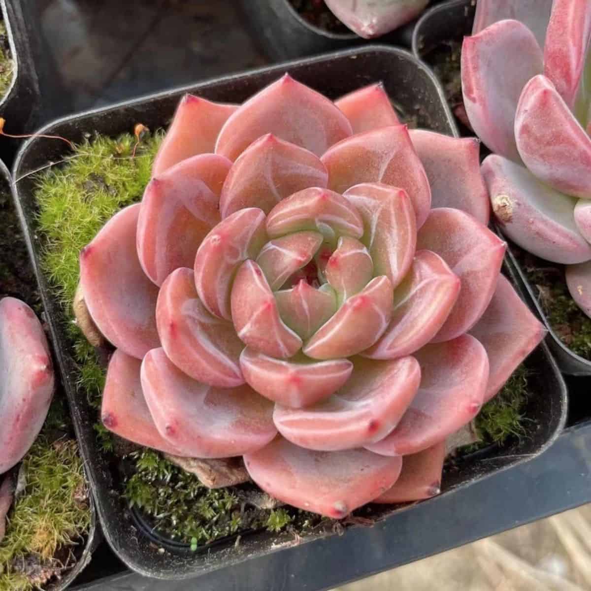 Echeveria sp. - Pink Champagne in a pot.