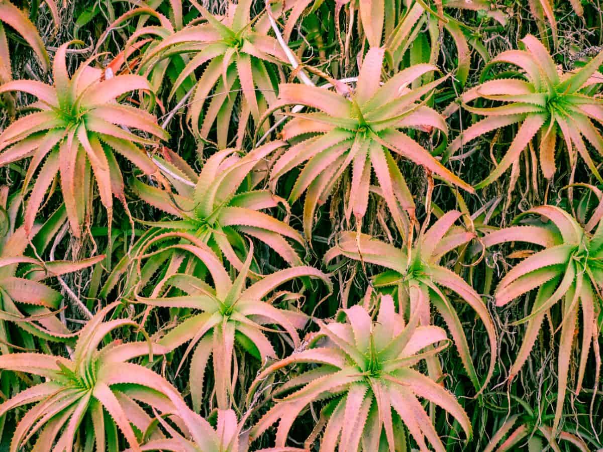 Aloe ‘Pink Blush’ close-up.