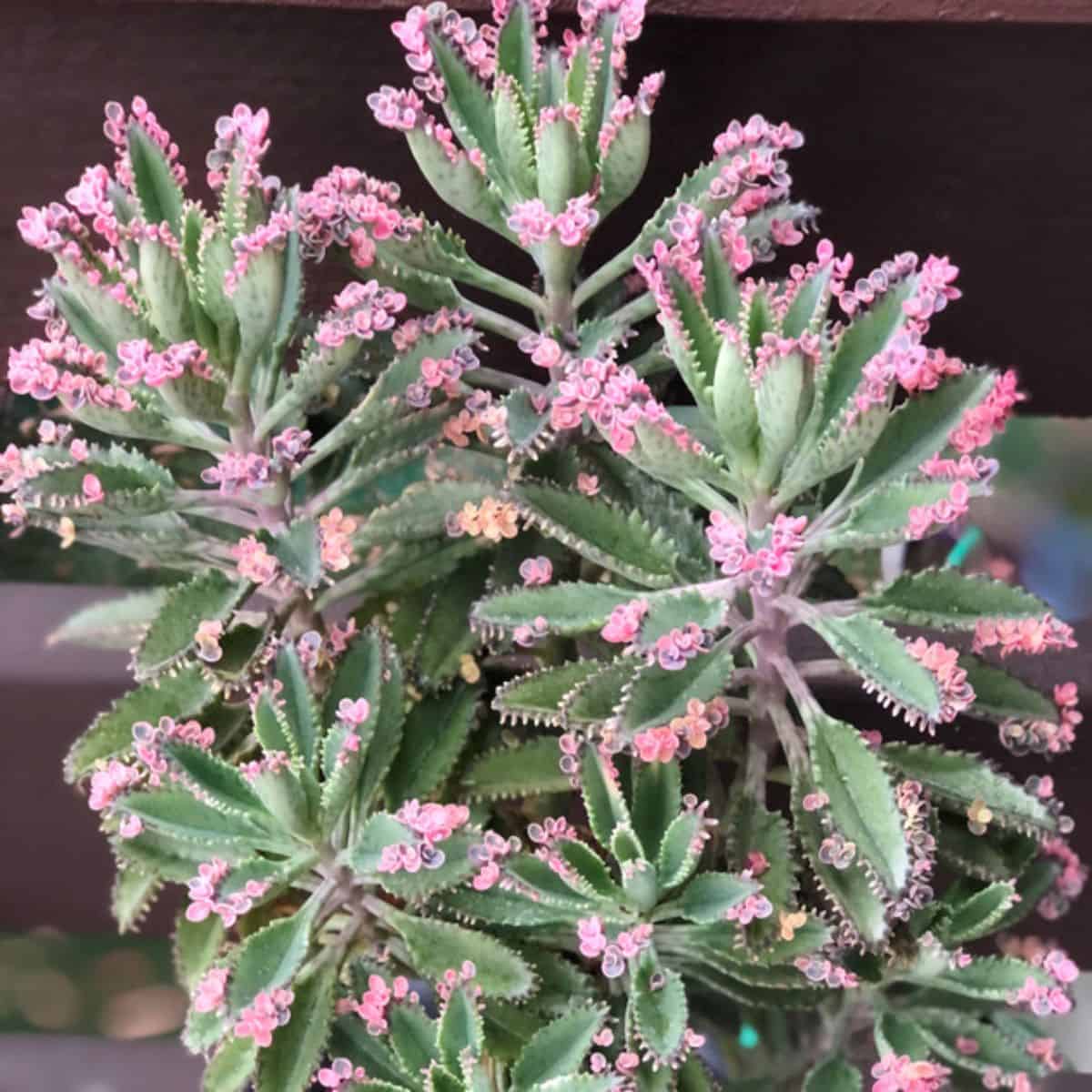 Kalanchoe sp. - Pink Mother of Thousands or Pink Butterflies