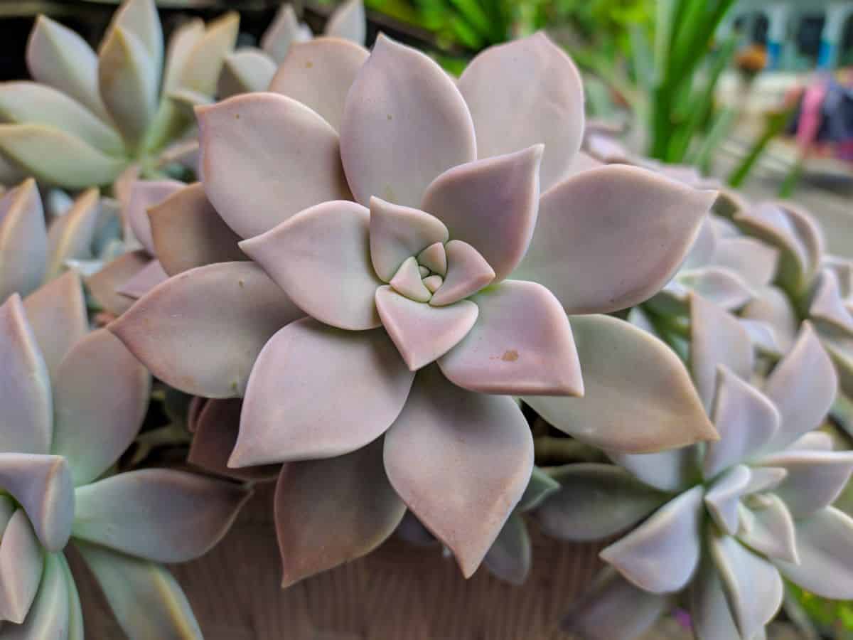 Graptopetalum paraguayense ‘Ghost Plant’ close-up.