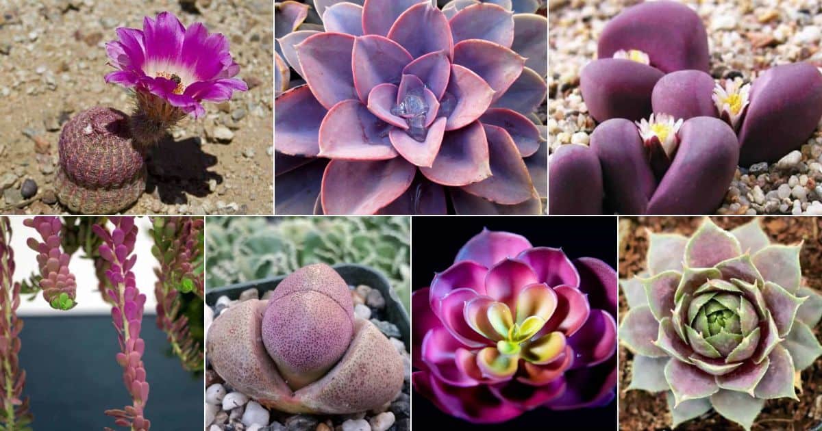 Collage of vibrat purple succulents.