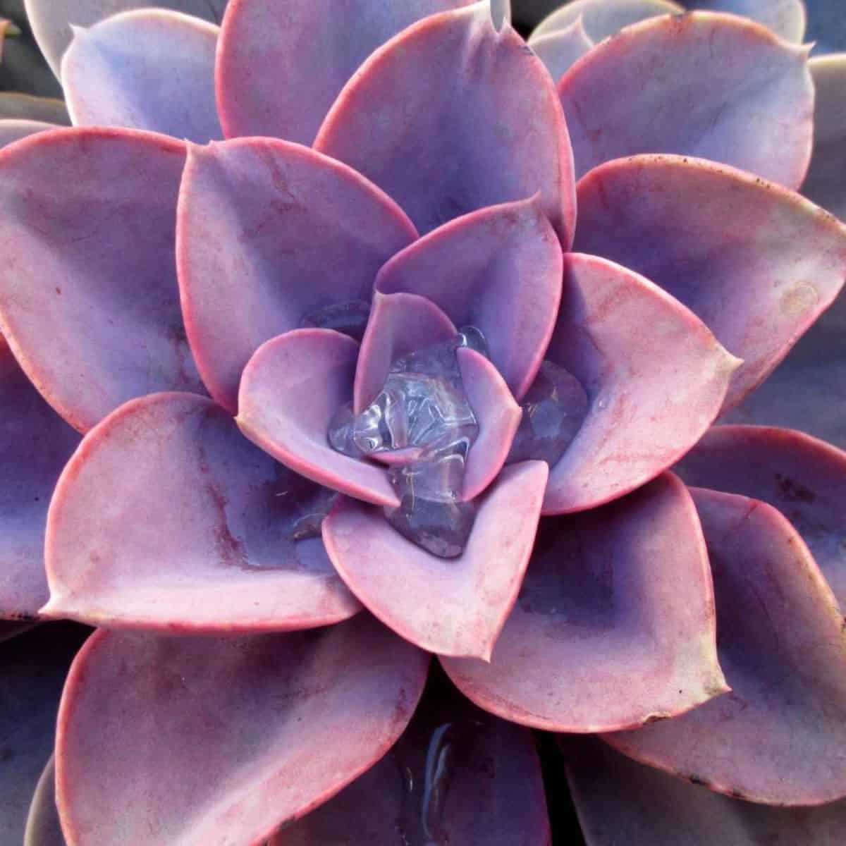 Beautiful purple succulent close-up.
