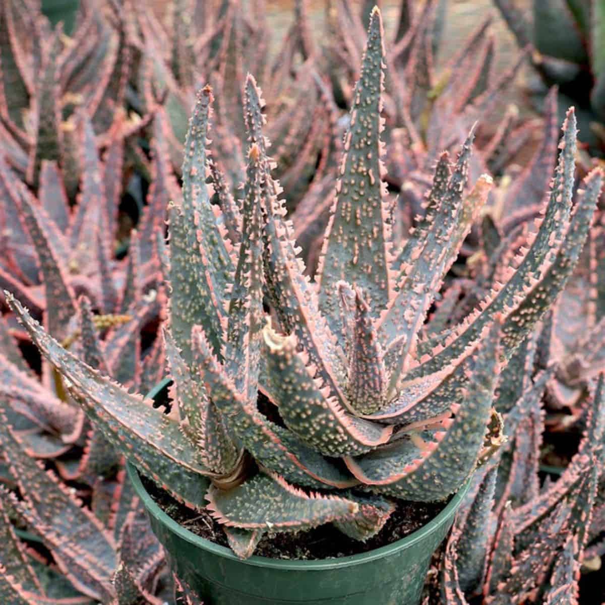 Aloe ‘Purple Haze’ growing in a pot.