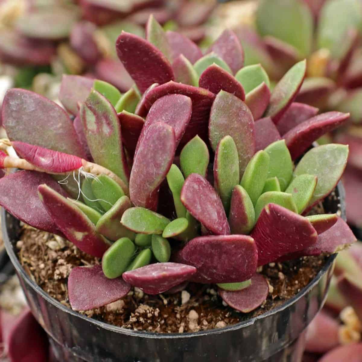 Anacampseros Rufescens – Sand Rose growing in a pot.