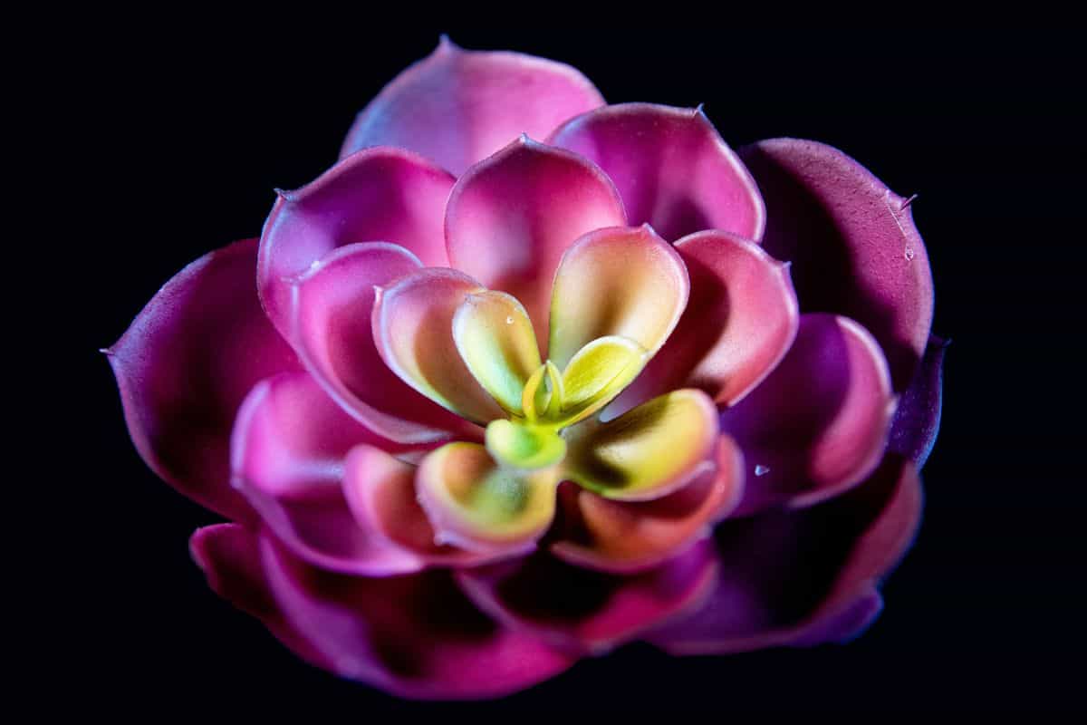 Beautiful purple succulent close-up.