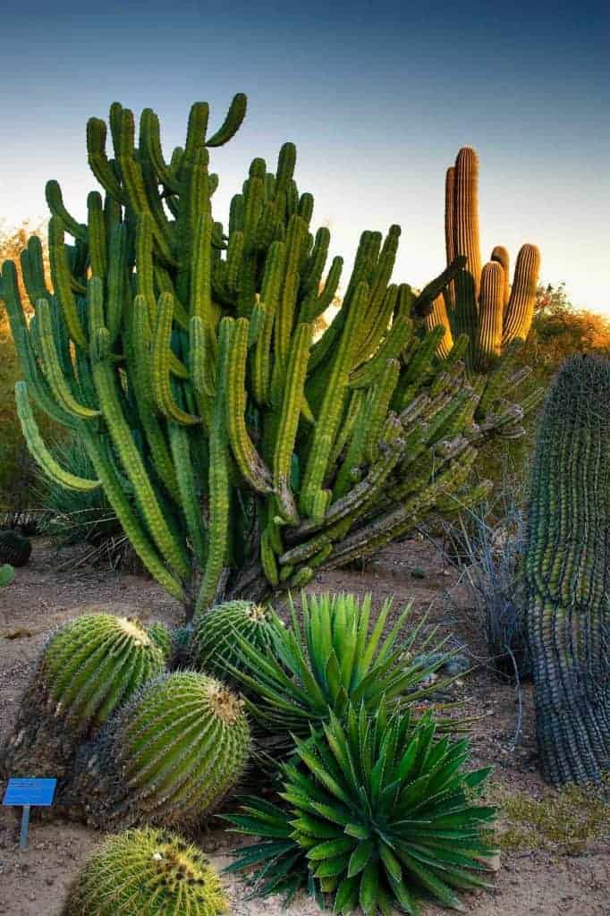 Desert Botanical Garden in Phoenix.