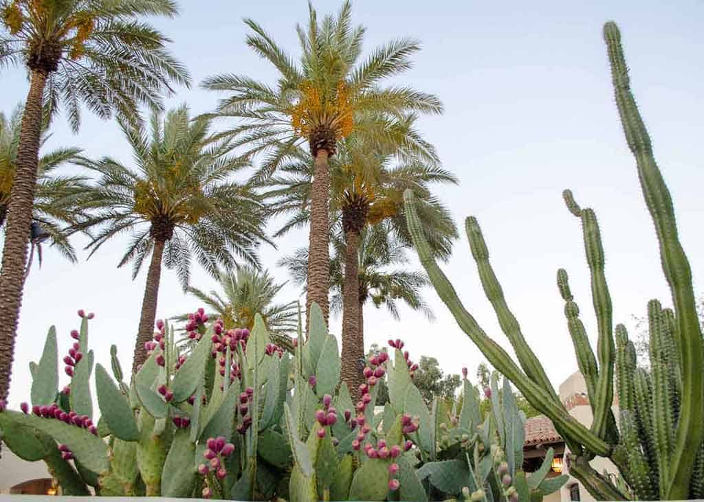 Scottsdale nursery and cactus

