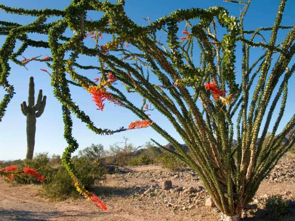 Yuma conservation garden.