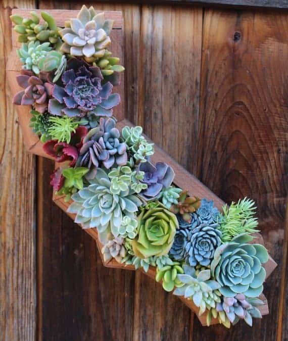 The Best Cities in California for Succulent Lovers