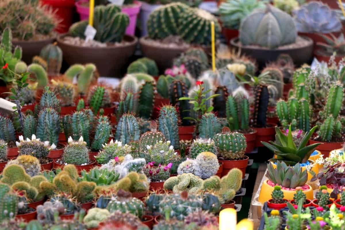 Different types of cactuses in pots.
