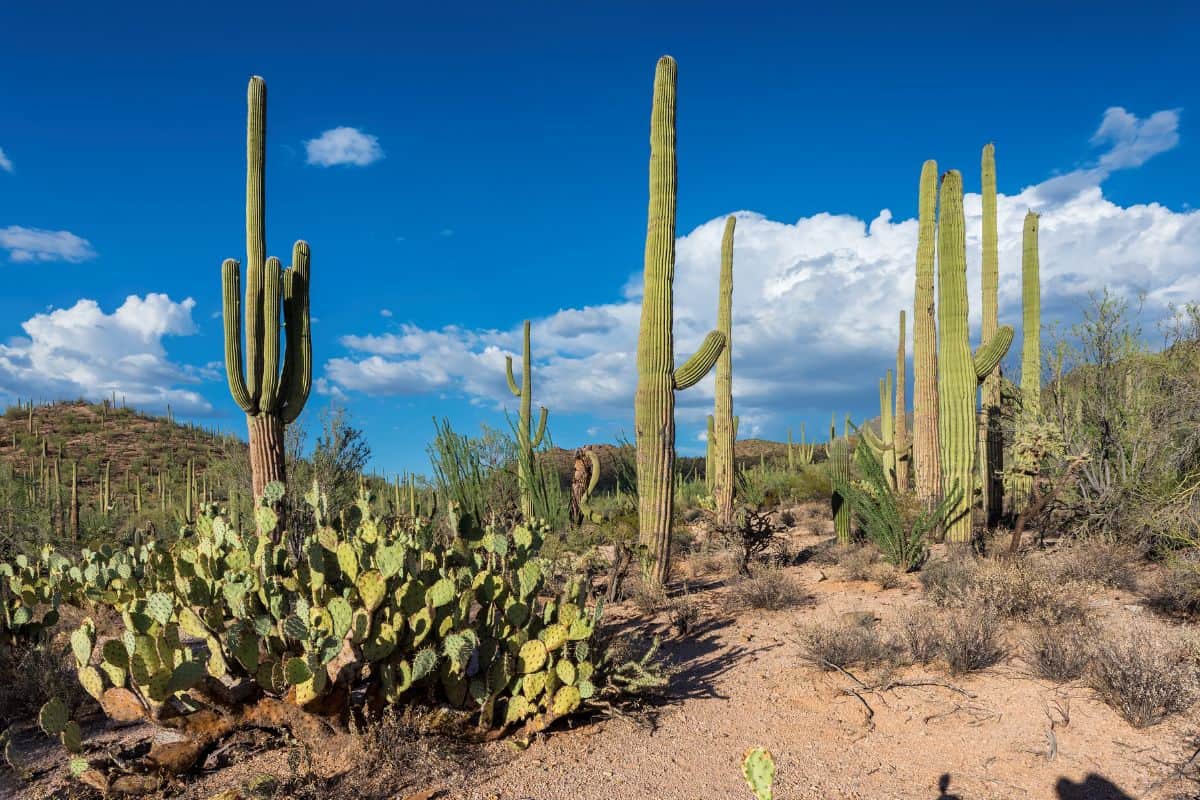Big cactuses growing outdoor.