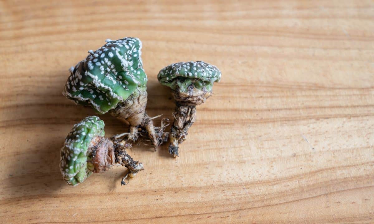 Rotten rots on succulents on the wooden board.