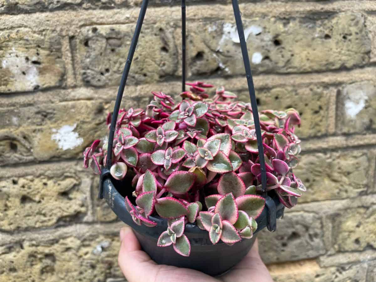Hand holding a Adromischus trigynus 'Calico Hearts' growing in a hanging pot.