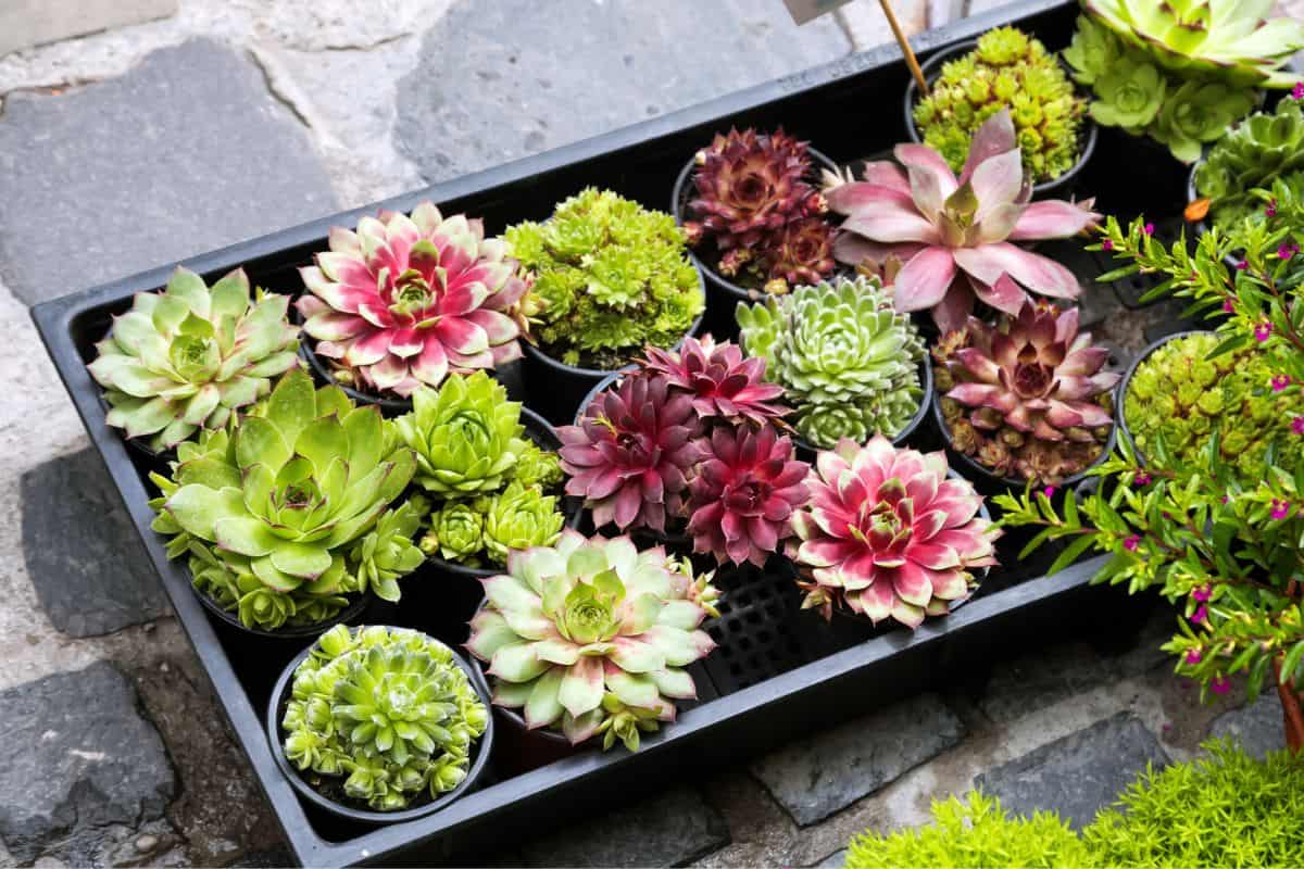 Succulents in pots in a back box.