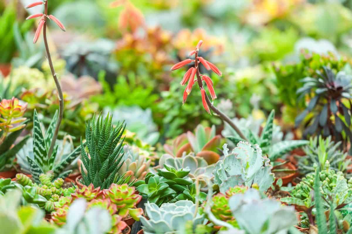 Different varieties of succulents close-up.