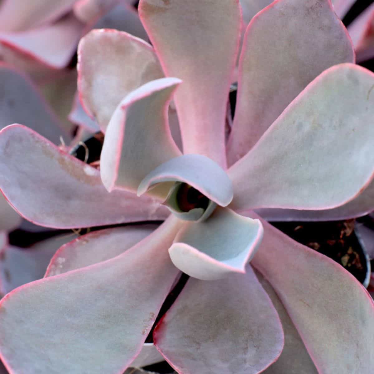 Echeveria ‘Afterglow’ close-up.